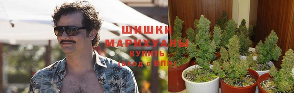 ГАЛЛЮЦИНОГЕННЫЕ ГРИБЫ Горно-Алтайск